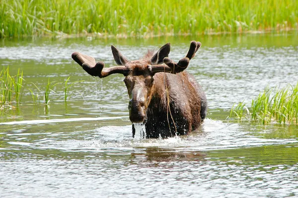 Bull moose — Stockfoto