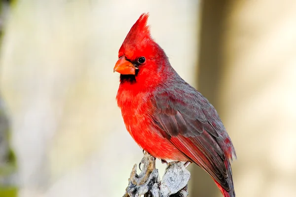 Kardinál červený — Stock fotografie