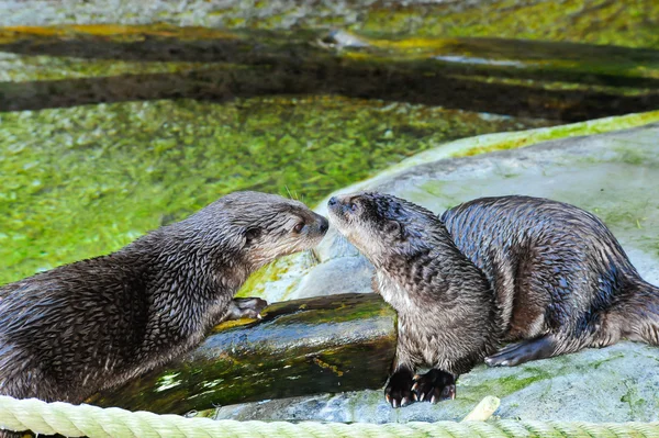 Otter de cuello manchado africano —  Fotos de Stock