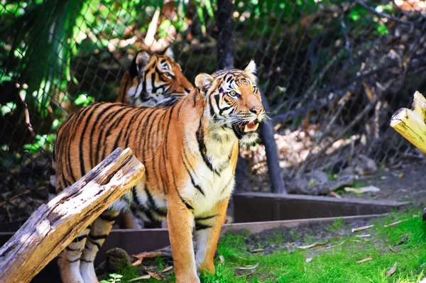 Малайский тигр — стоковое фото