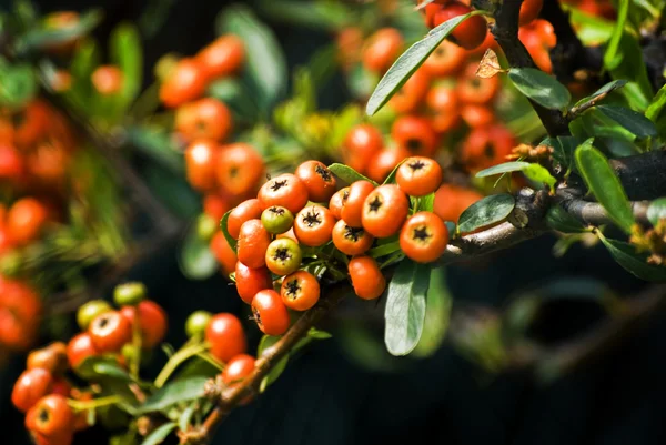 stock image Chinese firethorn