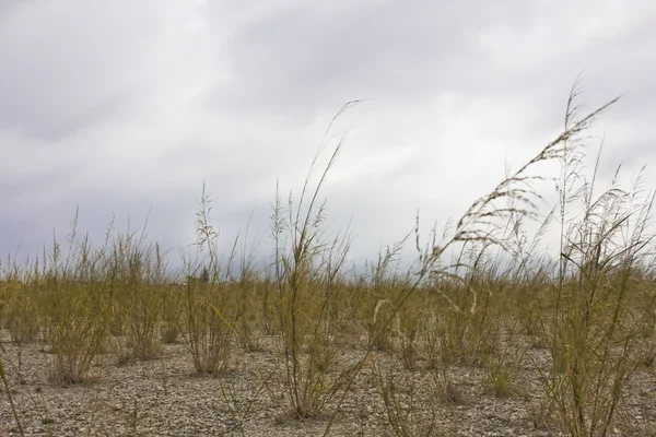 Żółty suchej trawy na tle — Zdjęcie stockowe