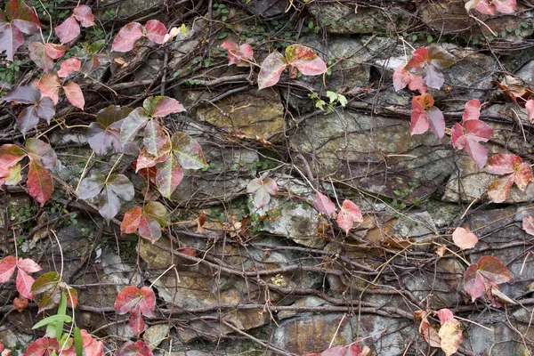 Ściana z liści — Zdjęcie stockowe