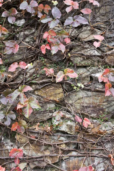 Stock image Wall with leaf