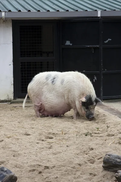 Жирная и большая свинья — стоковое фото