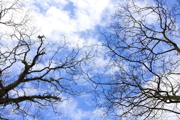 Nyírfák télen a természetes kék ég. — Stock Fotó