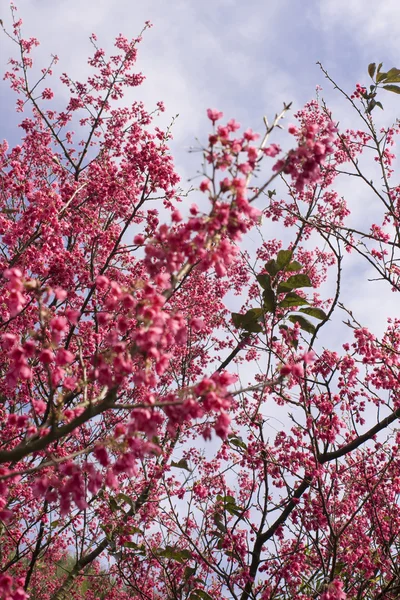 桃の花 — ストック写真