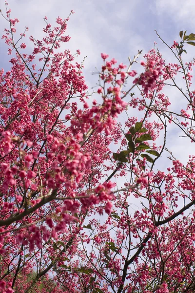 stock image Peach blossom