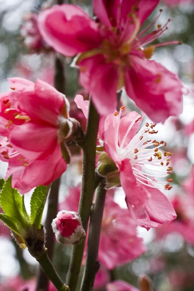 Őszibarack virág — Stock Fotó