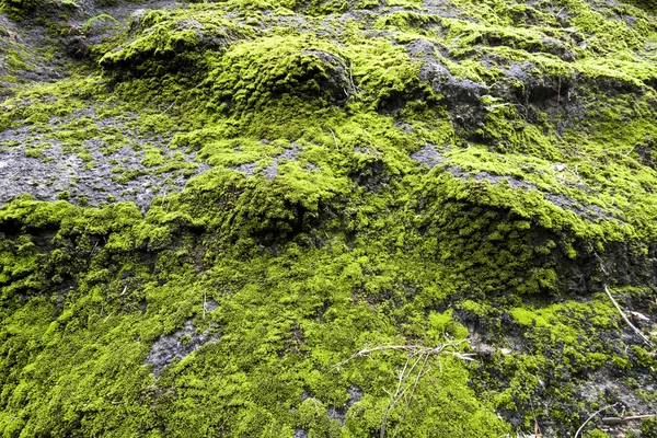 Moss en roca —  Fotos de Stock