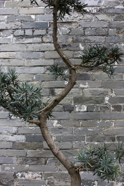 Chiński zielony cegły — Zdjęcie stockowe