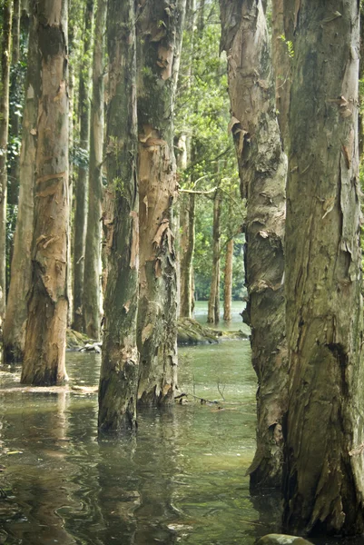 Árbol en el agua — Foto de Stock