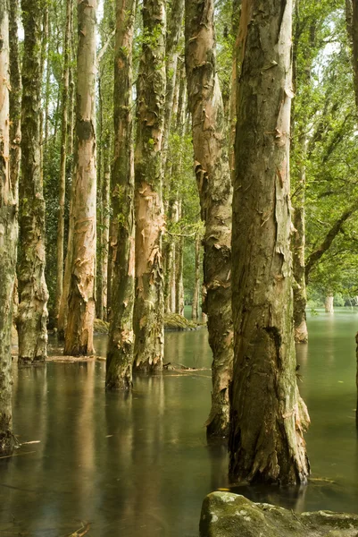 Árbol en el agua — Foto de Stock