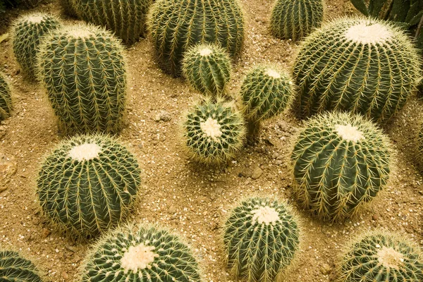Cactustuin — Stockfoto