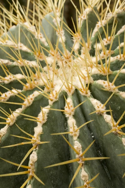 Cactus — Stockfoto