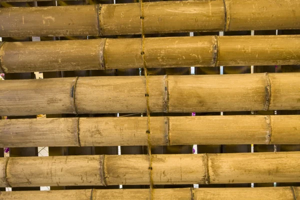 Japonský bambus pozadí — Stock fotografie