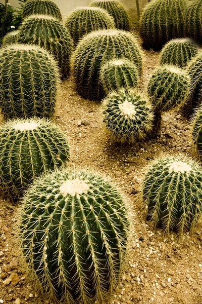 Jardín de cactus —  Fotos de Stock