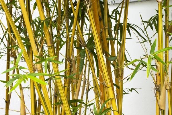 Fundo de floresta de bambu . — Fotografia de Stock