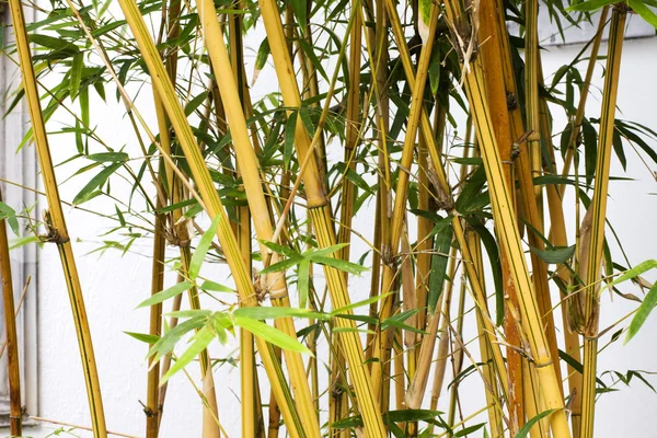 Bambusové pozadí lesa. — Stock fotografie