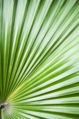 Palm tree leaf abstract background clipart