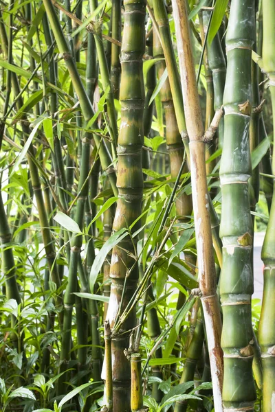 Forêt de bambou vert pour le fond — Photo