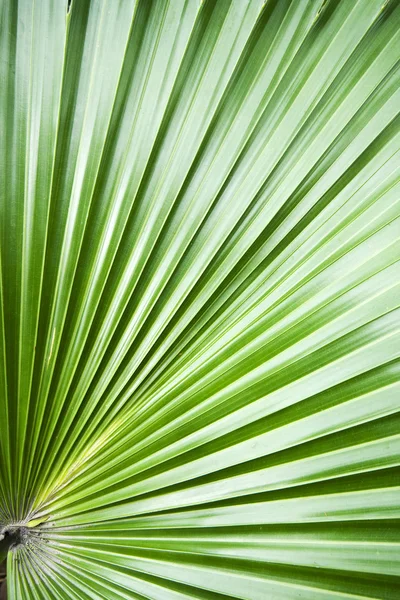 Palmiye ağacı yaprak arka plan — Stok fotoğraf
