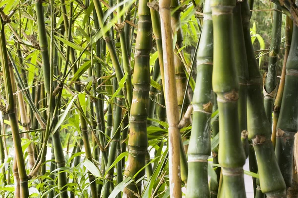 緑竹の森 — ストック写真