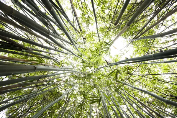 Grüner Bambuswald als Hintergrund — Stockfoto