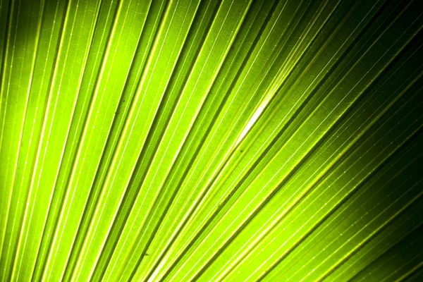棕榈树叶抽象背景 — 图库照片