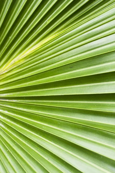 棕榈树叶抽象背景 — 图库照片