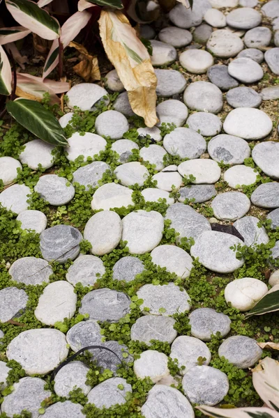 Stone path in a garden — Stock Photo, Image