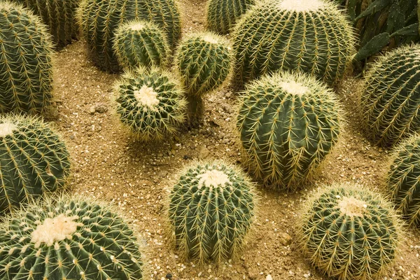 Cactustuin — Stockfoto
