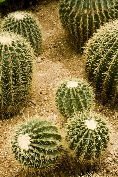 Kaktusová zahrada — Stock fotografie