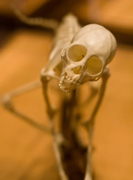 Okaz kości zwierząt — Zdjęcie stockowe