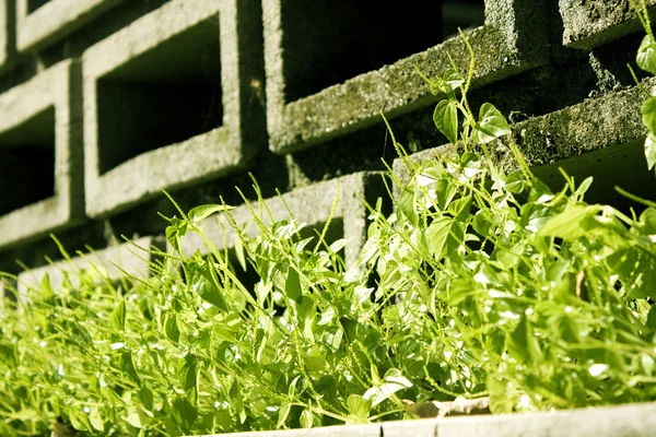 Зеленая трава на стене из красного кирпича — стоковое фото