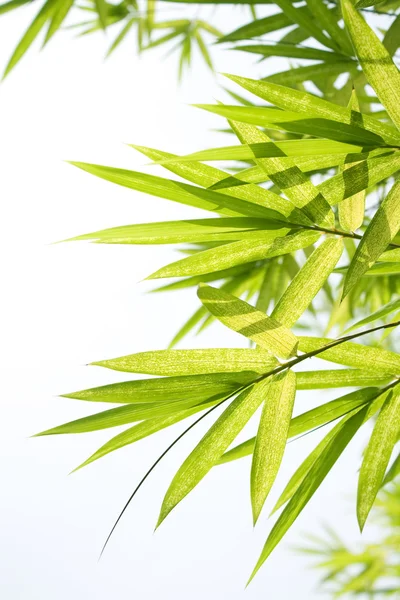 美しい竹枠 — ストック写真