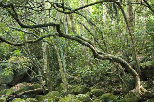 Зеленый лес и река — стоковое фото