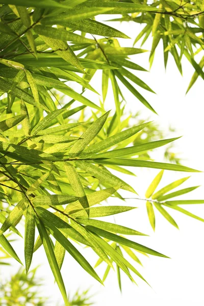 Heller Bambus Hintergrund — Stockfoto