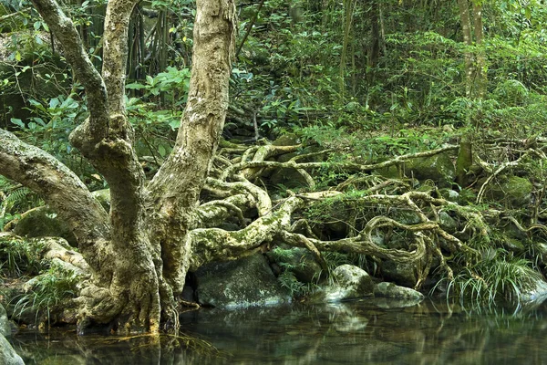 Albero in acqua nella foresta — Foto Stock