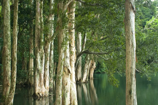 Δέντρο στο νερό στο δάσος — Φωτογραφία Αρχείου
