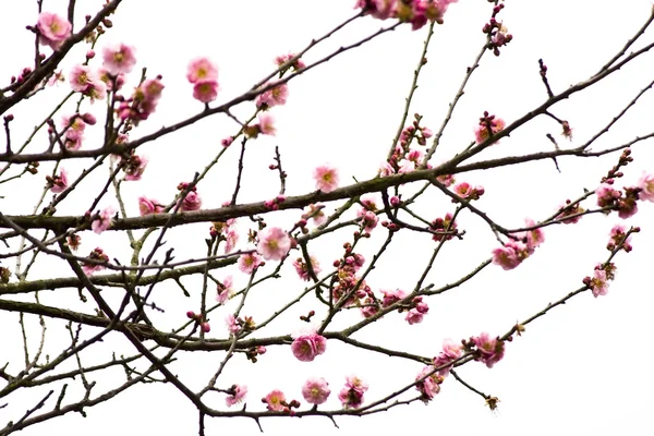 Plum Blossom on White Background — Stock Photo, Image