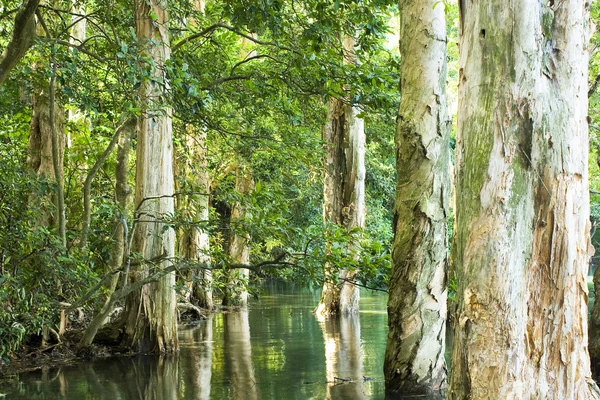 Strom v lese ve vodě — Stock fotografie