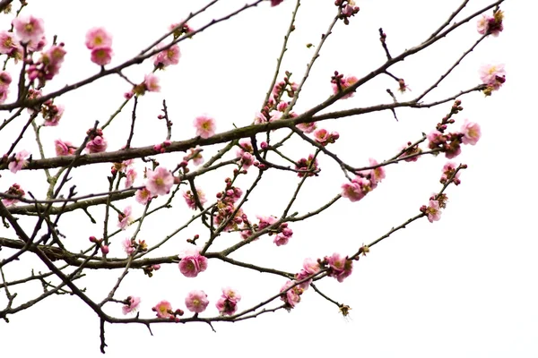 Plum Blossom on White Background — Stock Photo, Image