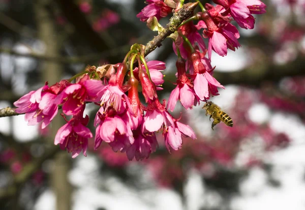 被写体の背景に蜂とブーゲンビリアの花 — ストック写真