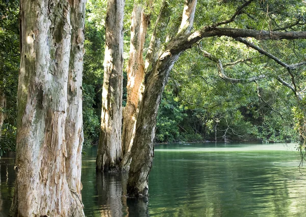 Træ i vand i skov - Stock-foto
