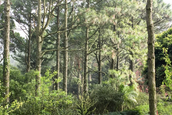 Bosque verde — Foto de Stock