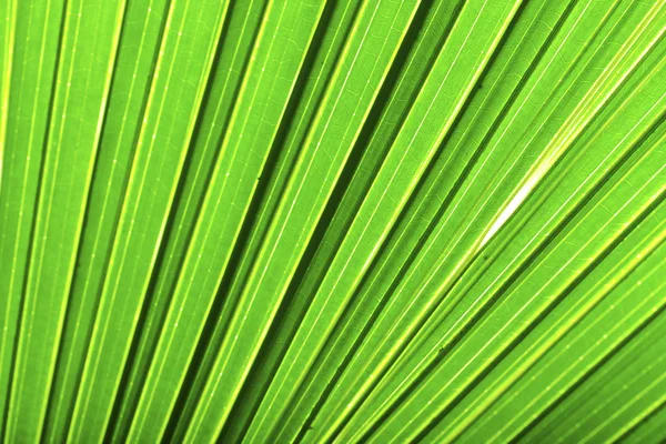 美丽的绿色棕榈叶背景与背光 — 图库照片