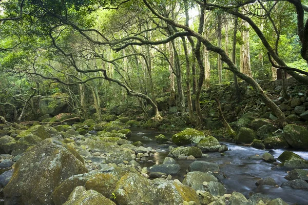 Groen bos en rivier — Stockfoto