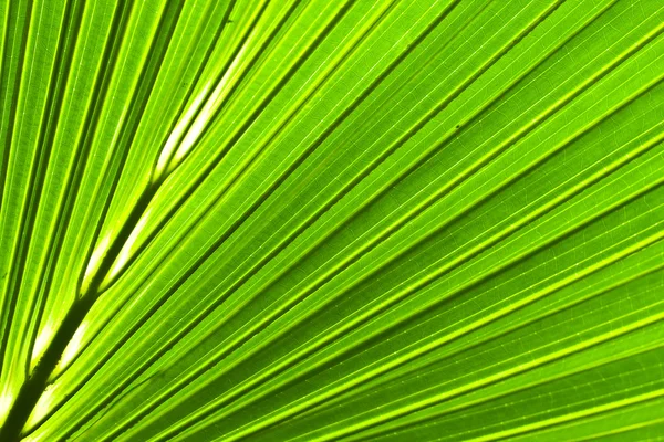 バックライト付きの美しい緑のヤシの葉の背景 — ストック写真