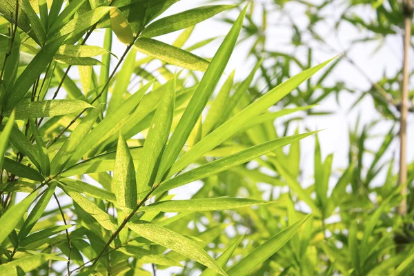 Bamboe blad — Stockfoto